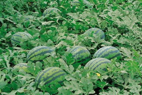 呼市大学免费吃瓜的群,夏日清凉福利大放送！”  第1张